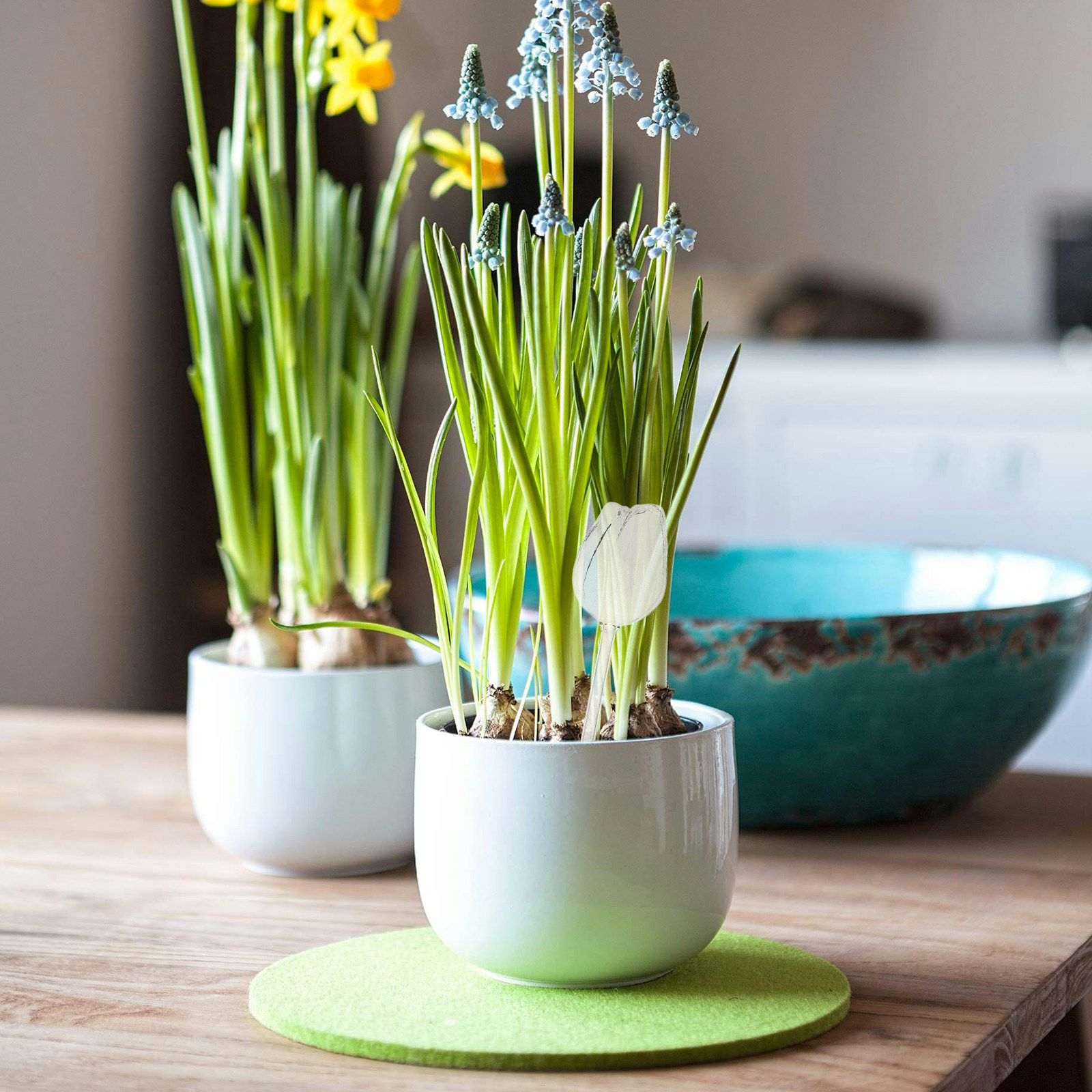 2Pcs Premium High Borosilicate - огляд і ціна Self-Watering Planter